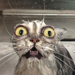 Meet your Posher, Blake